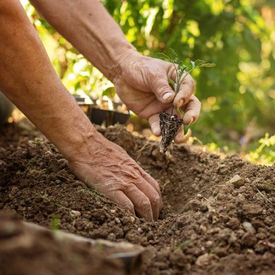 Three Reasons Growers are Going Organic