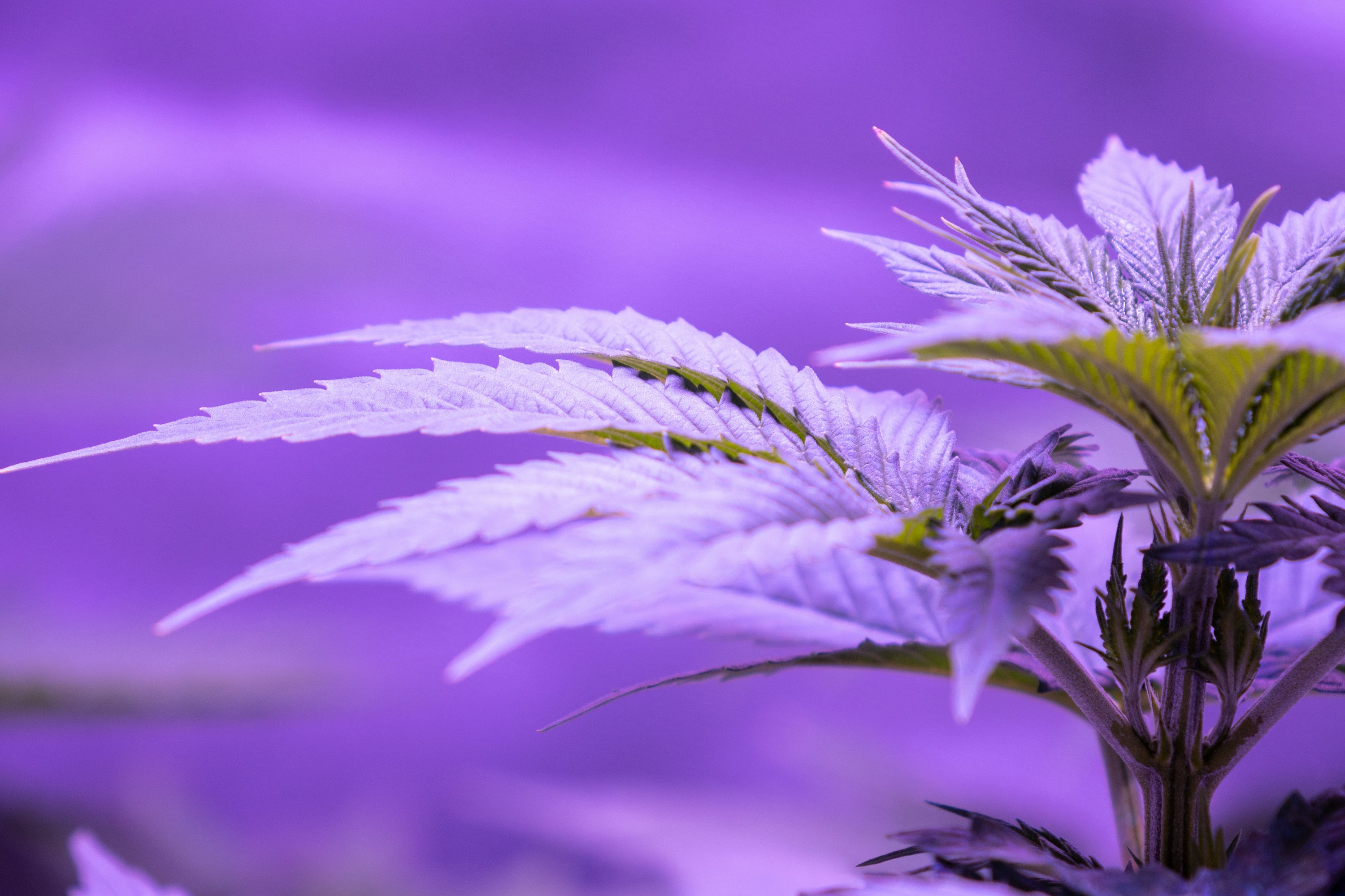 4 Ways 2 Grow a Zero Drama Plant