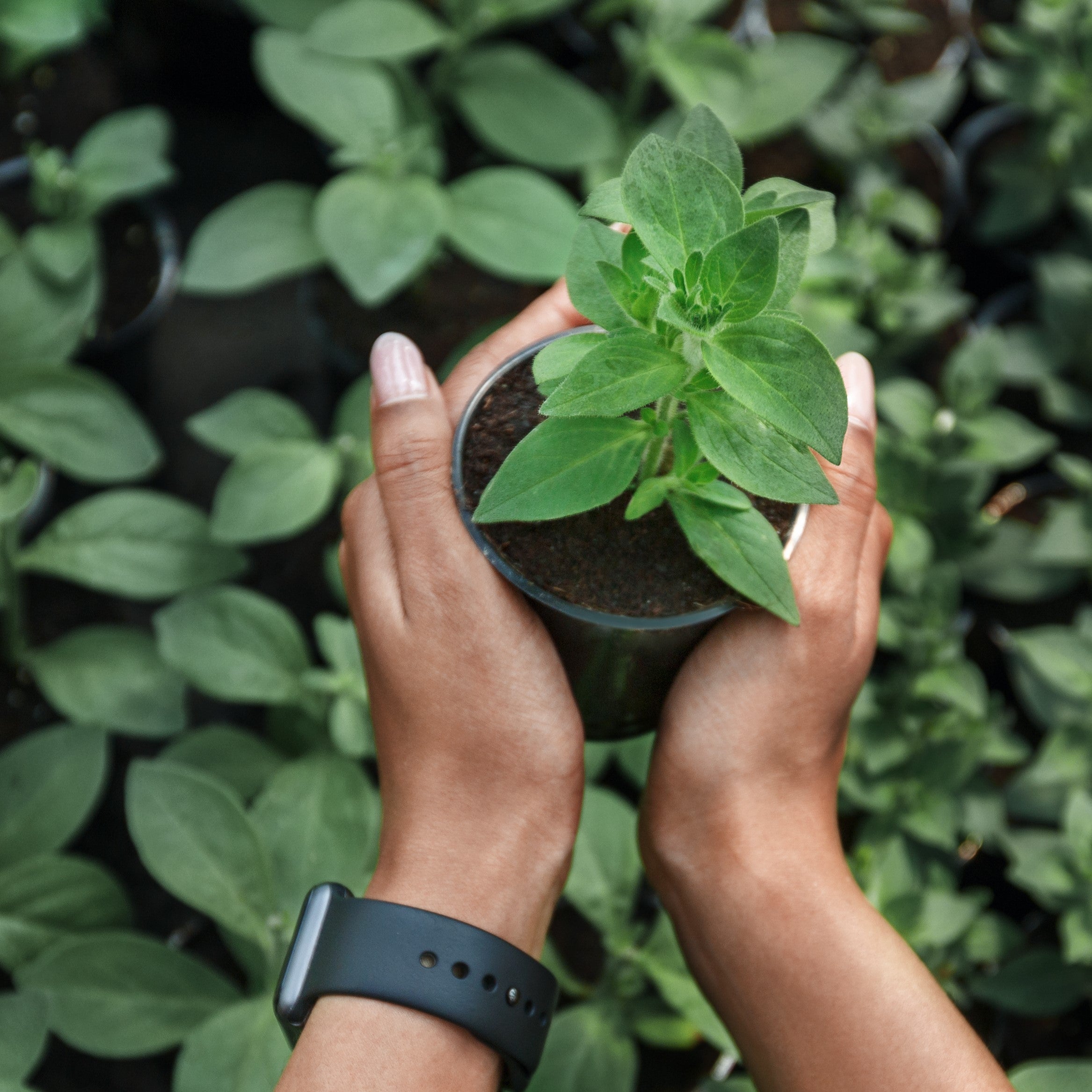 Veggie Supercharger - Use Alone Mid-Season or with CX-1