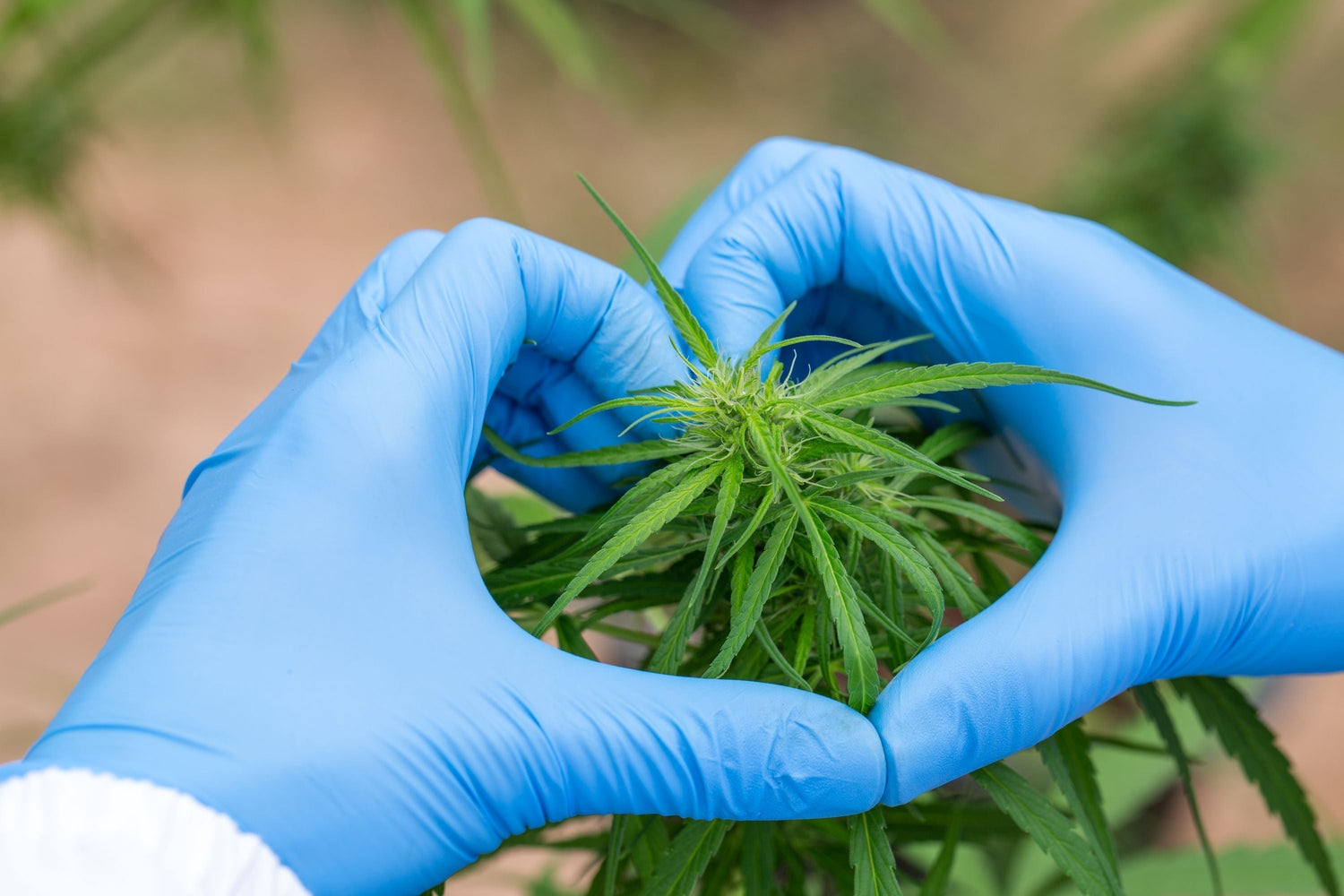 Reduce, Reuse, Recycle IndiCanja for Sustainable Soil Practices