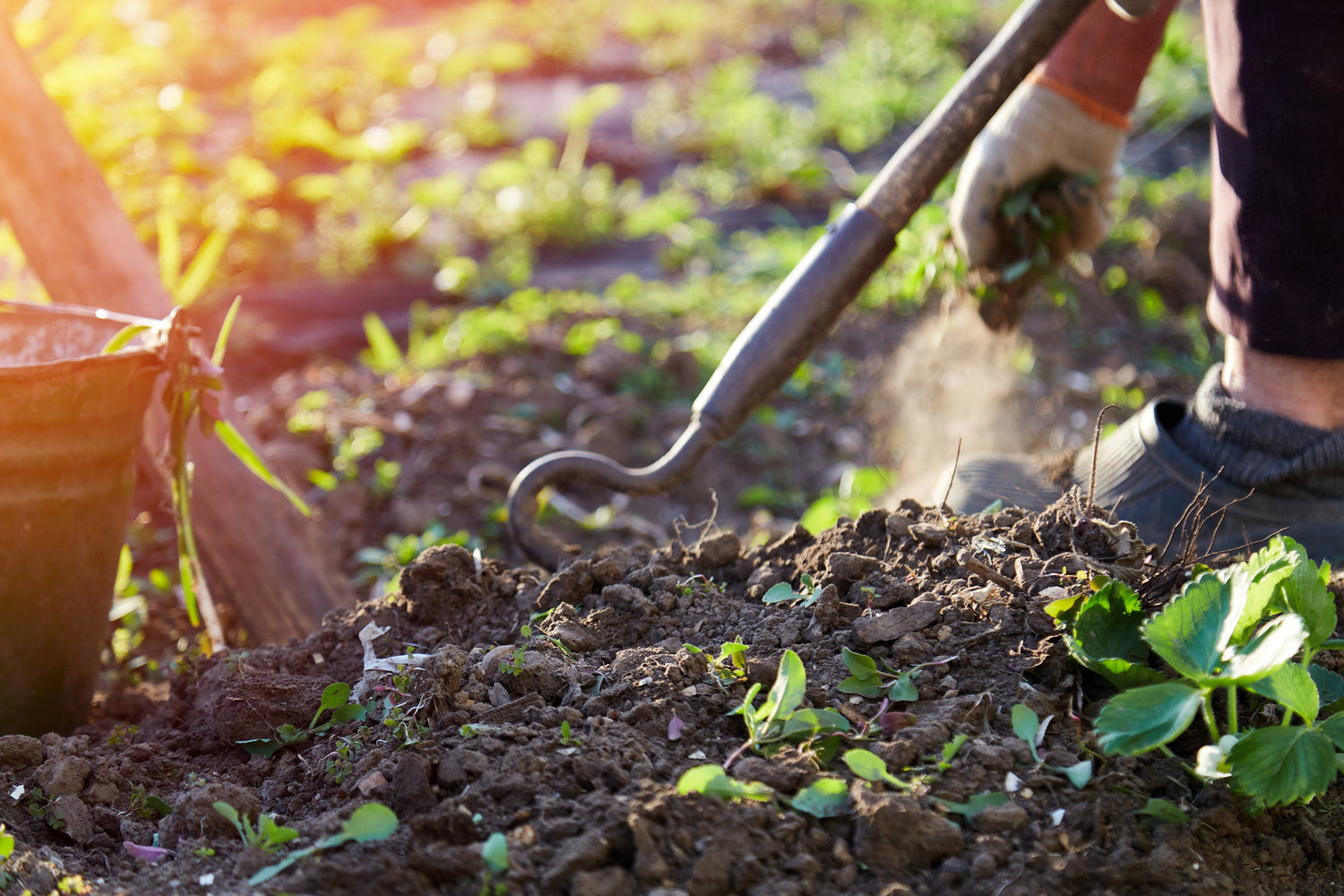 The Science of Healthy Soil: Back to Basics for a Better Harvest