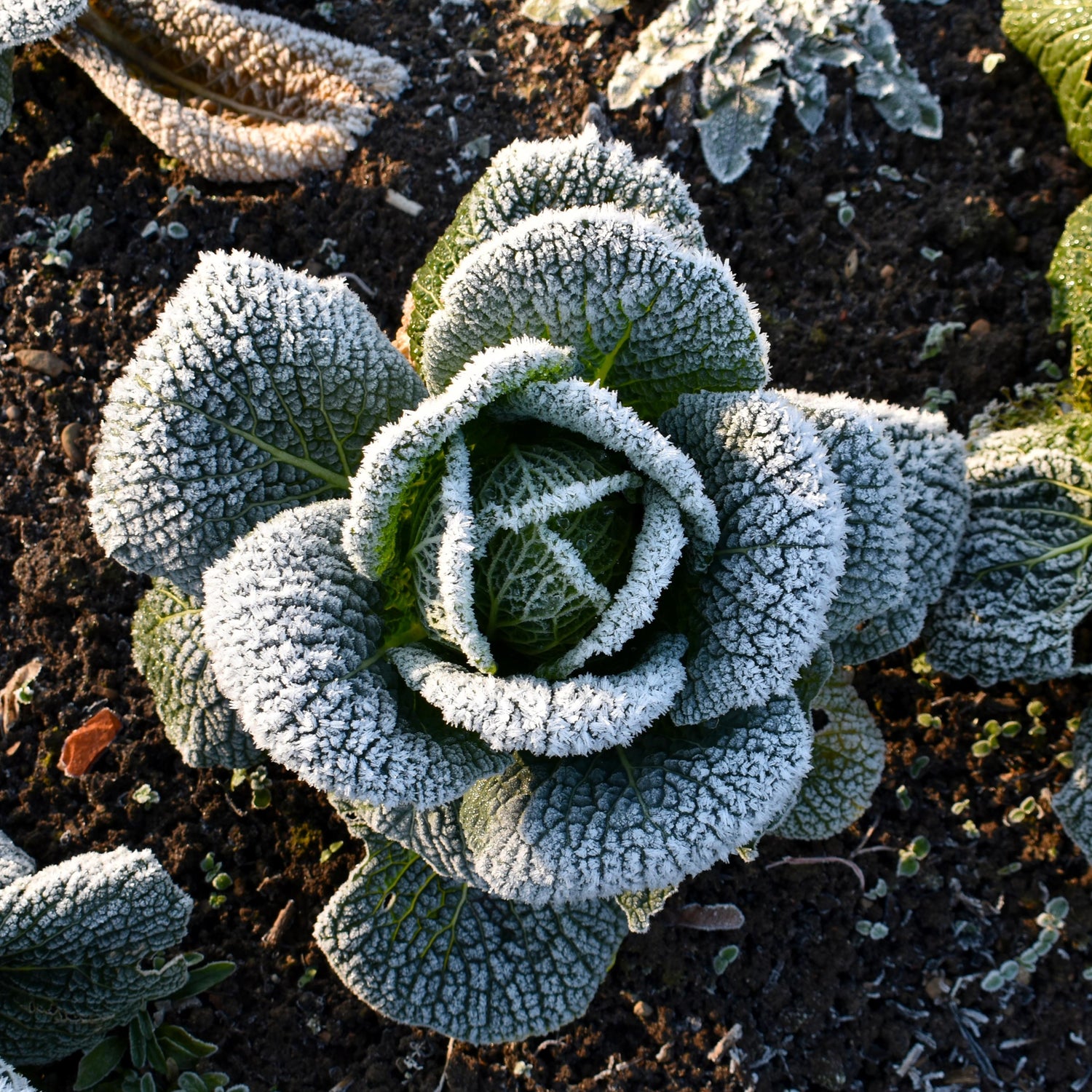 Finish Strong with Compost!