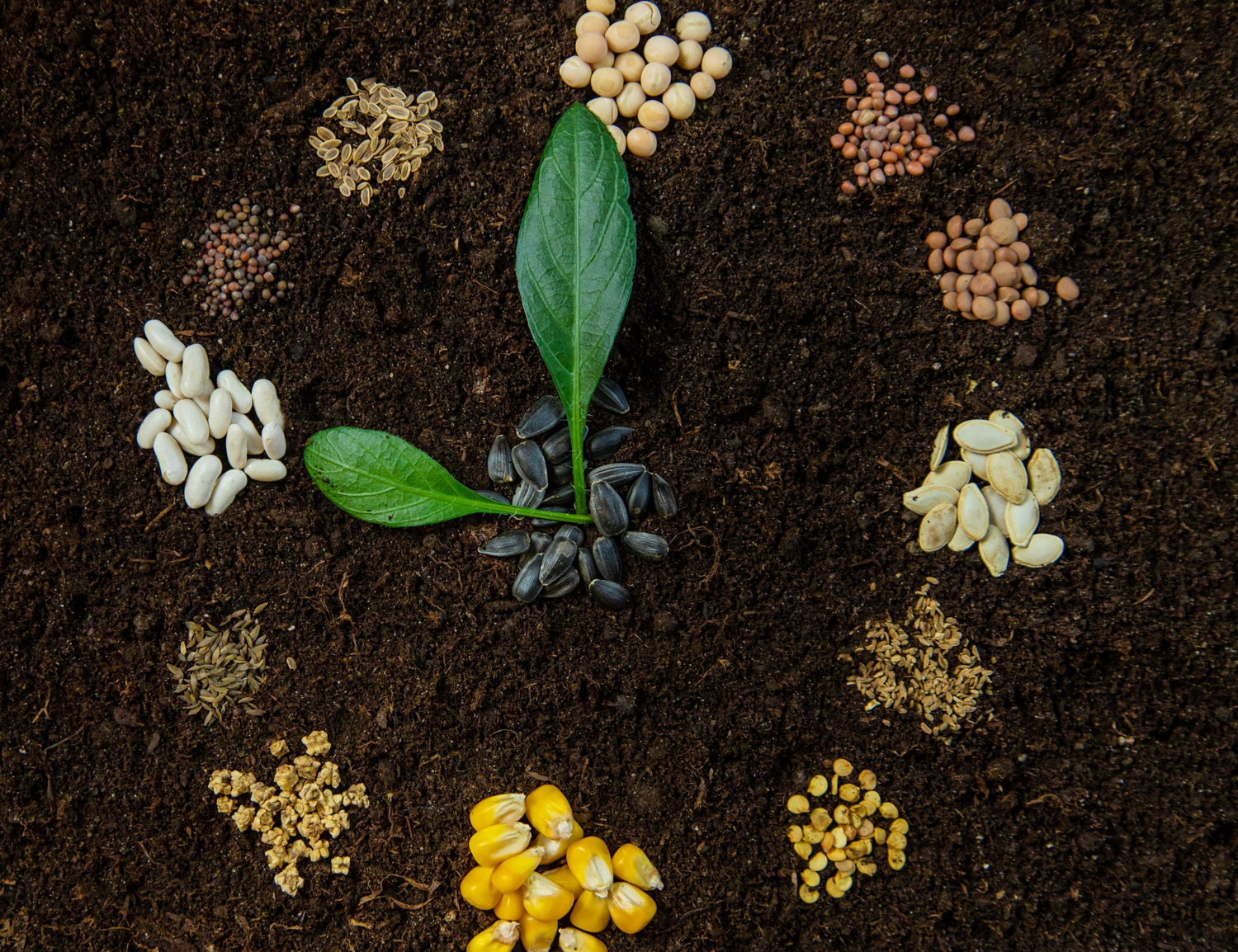 How Biology Restores Soil for the Long Term
