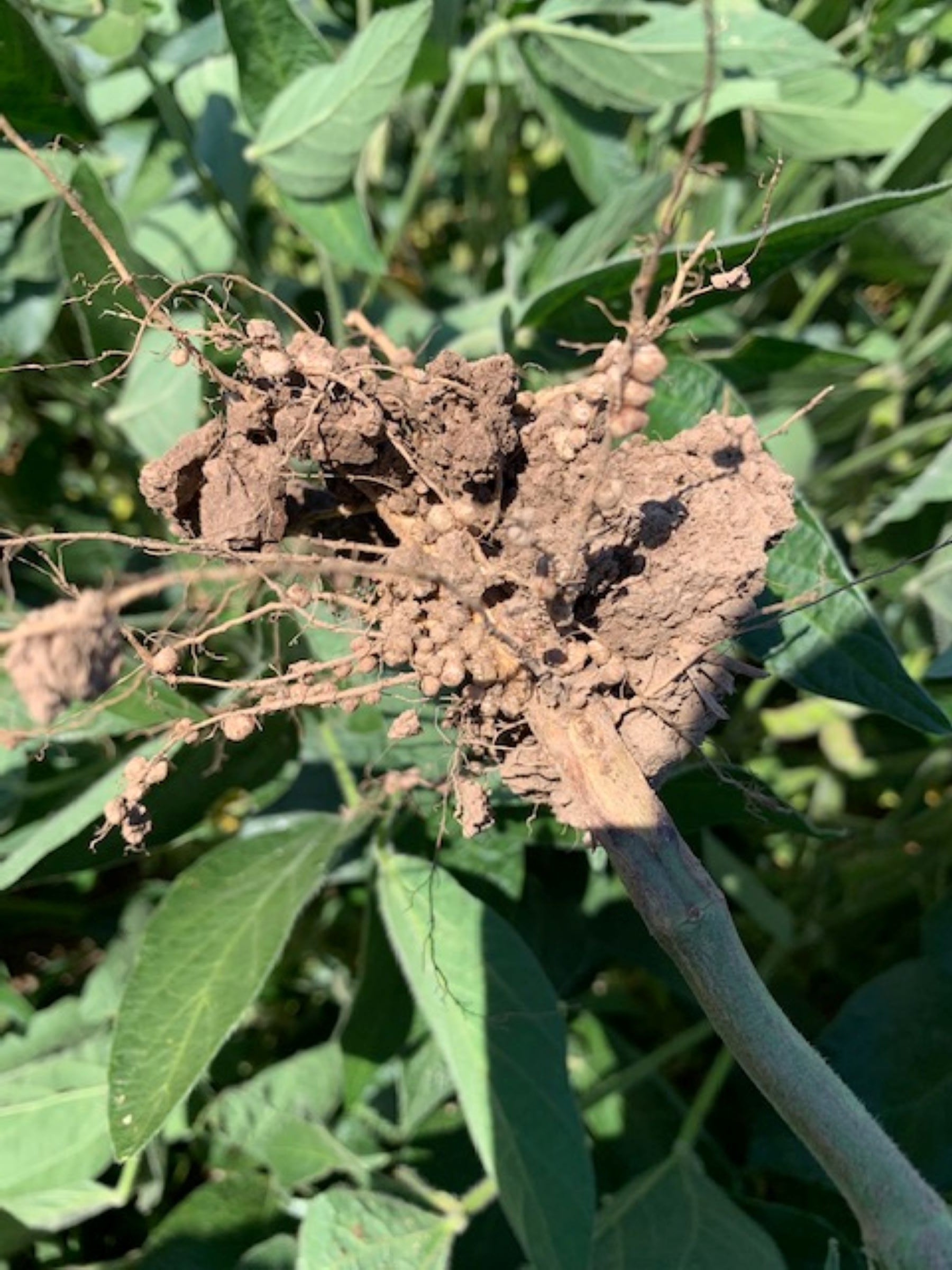 Lazy Legumes - 2020 Soybean Field Walkthrough at Judd Roehrig's Farm