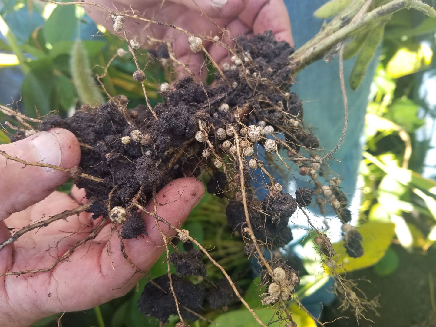 2022 Becks Iowa Soybean Organic In-Furrow Product Study