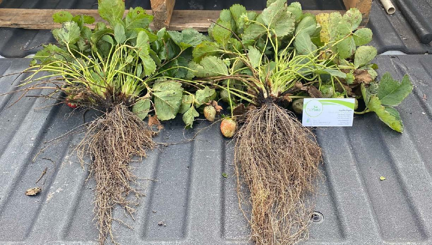 Bioactive LiquiLife+™ Promotes Healthy Root Growth on Strawberries