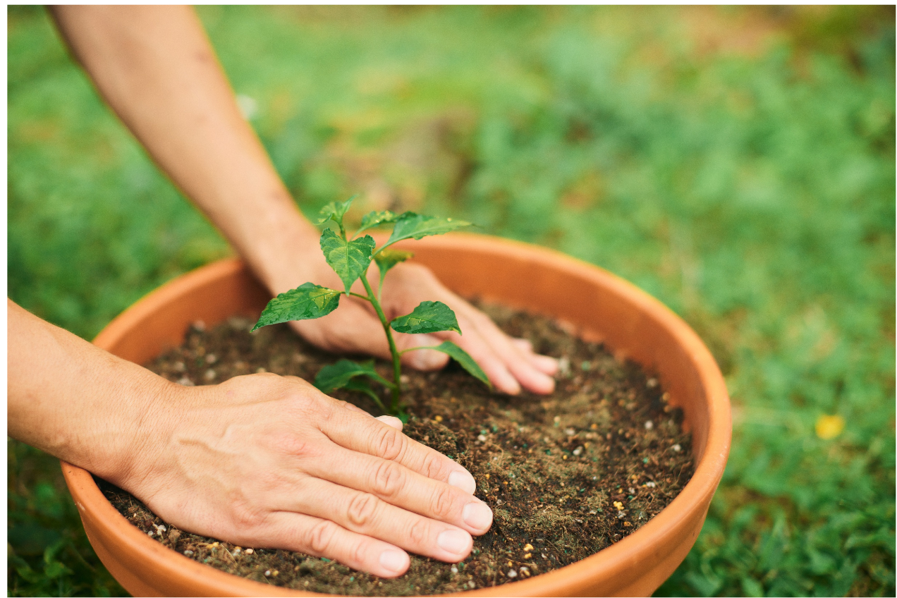 The Difference between Garden Soil and Potting Soil  Purple Cow Organics