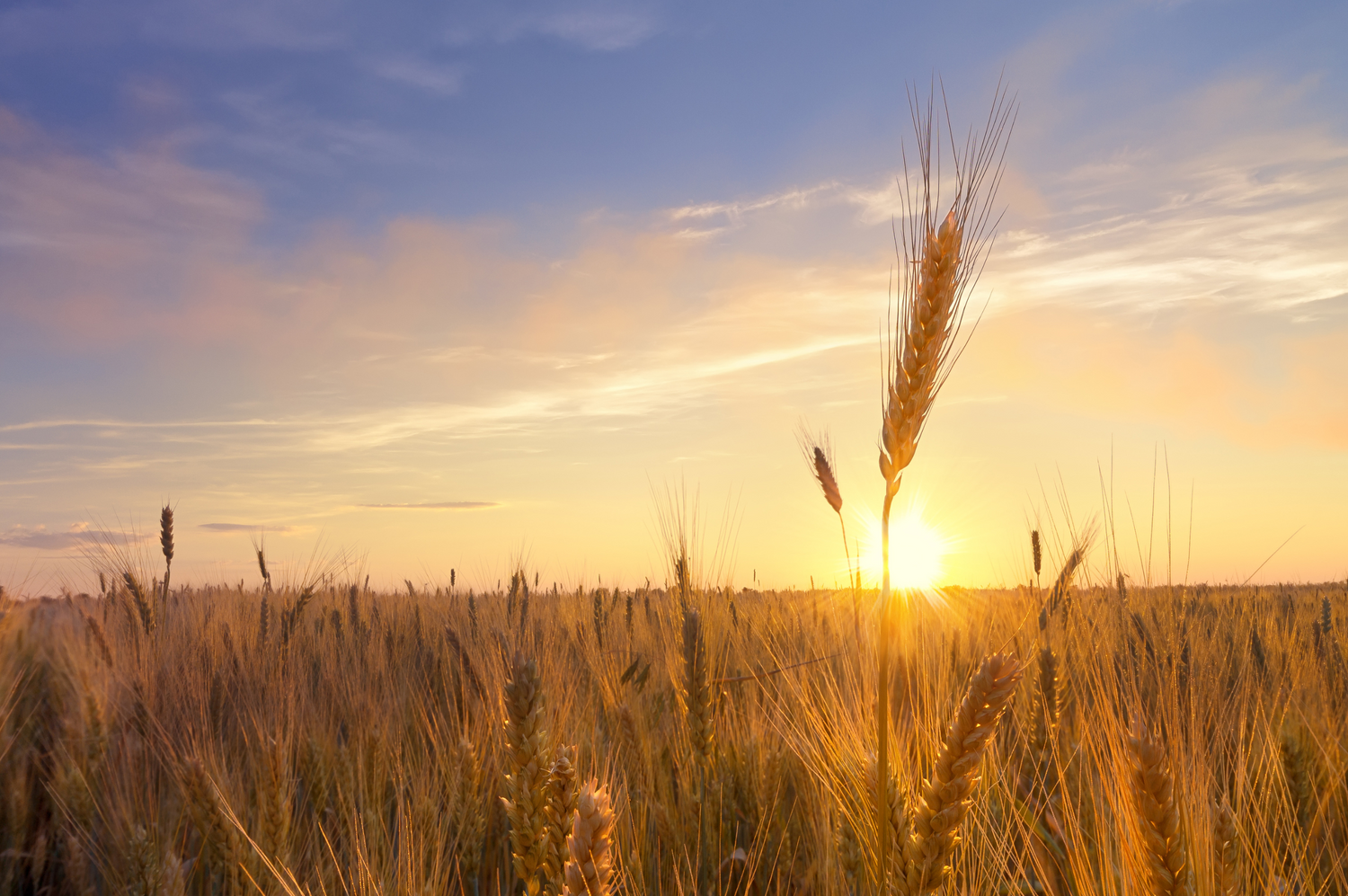 Can Broad-Spectrum Biology Help Reduce Fertilizer Input Costs?
