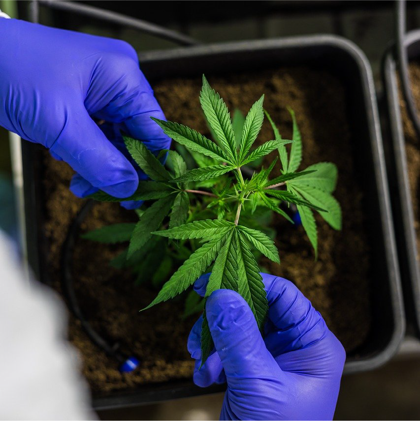 Autoflowers: Bloom Breakdown  Purple Cow Organics