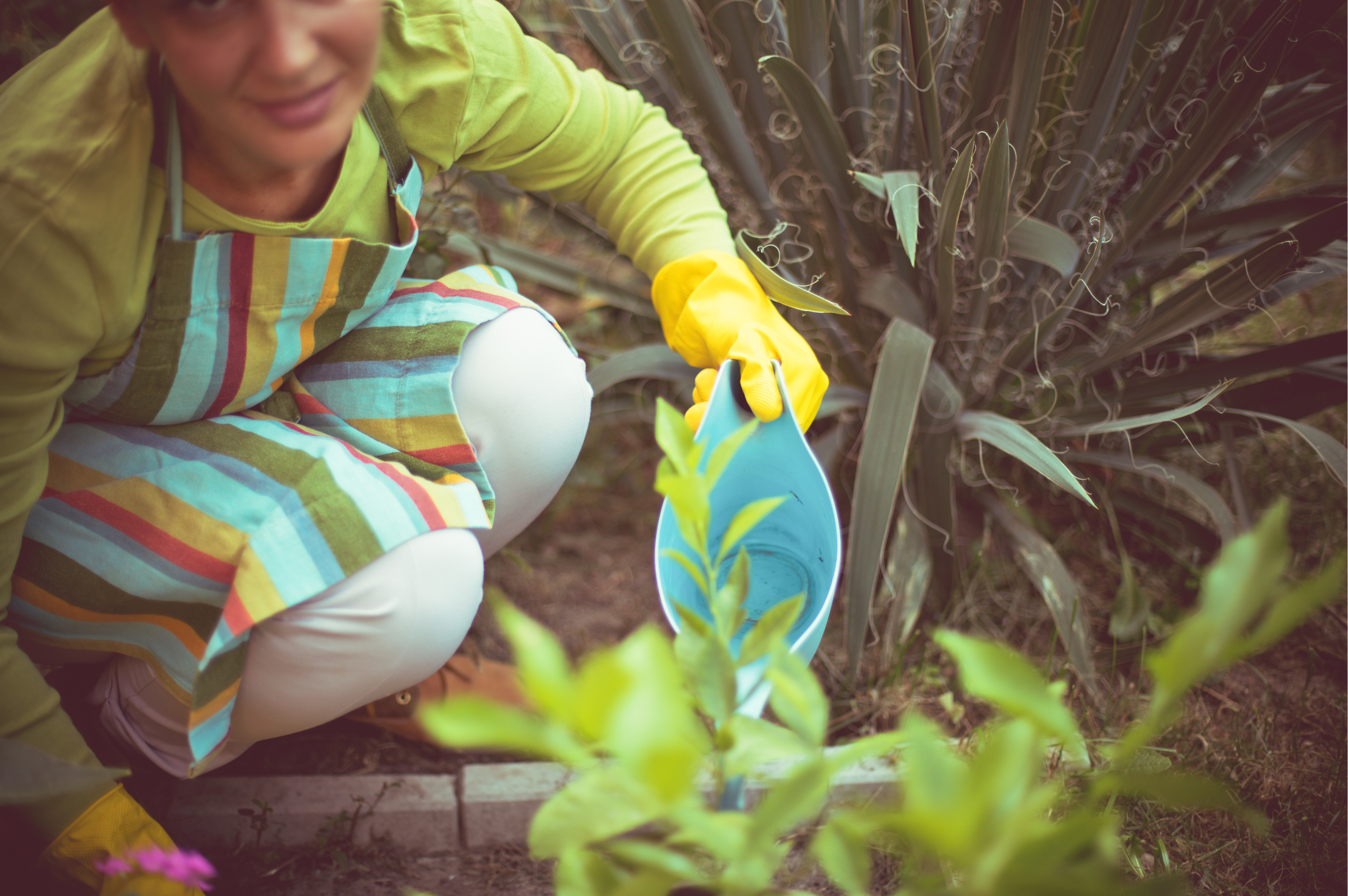 How to Revive Your Garden in Late Summer: Soil & Plant Rescue Tips