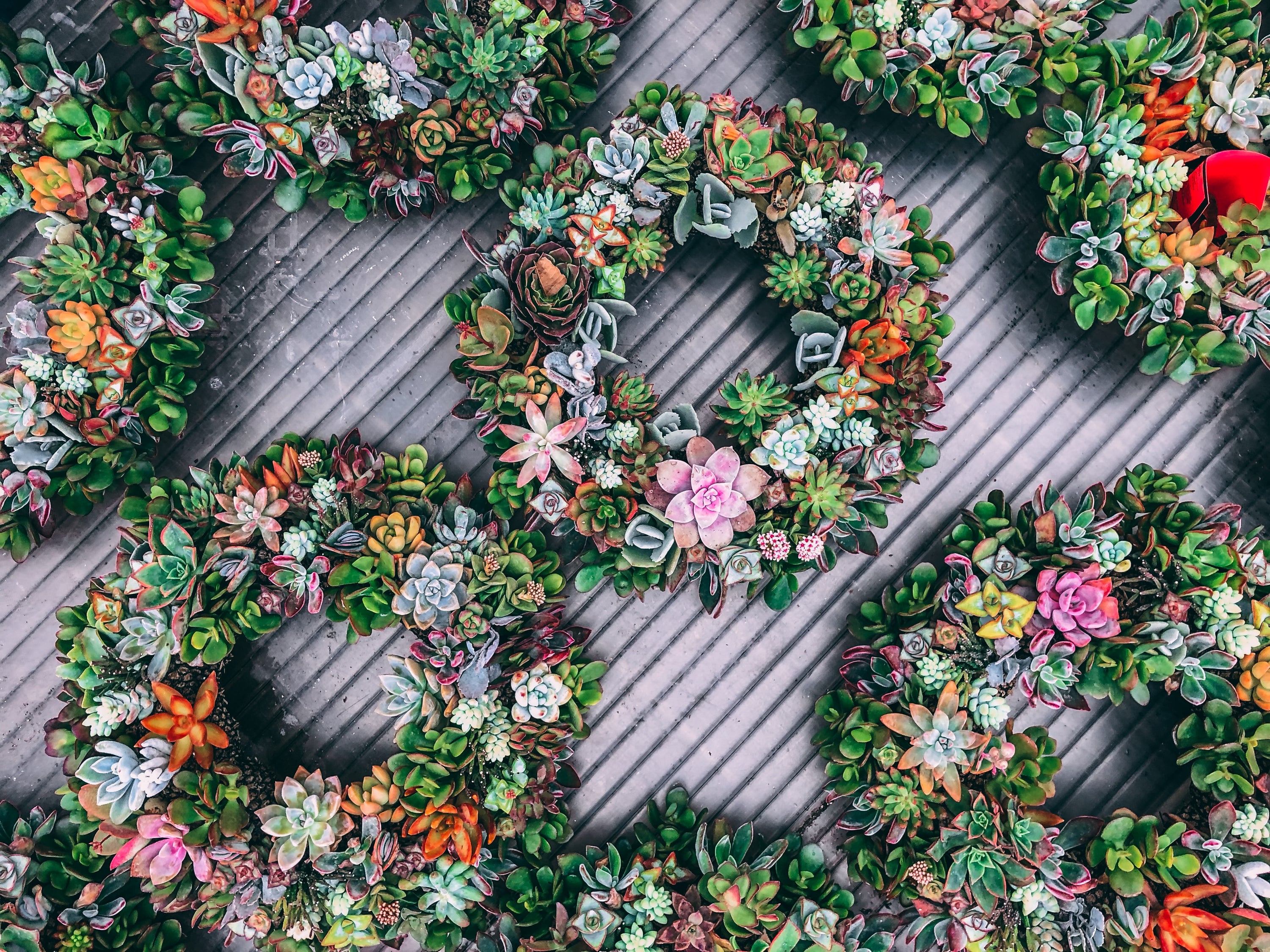 Holiday Gifts for Your Favorite Gardener