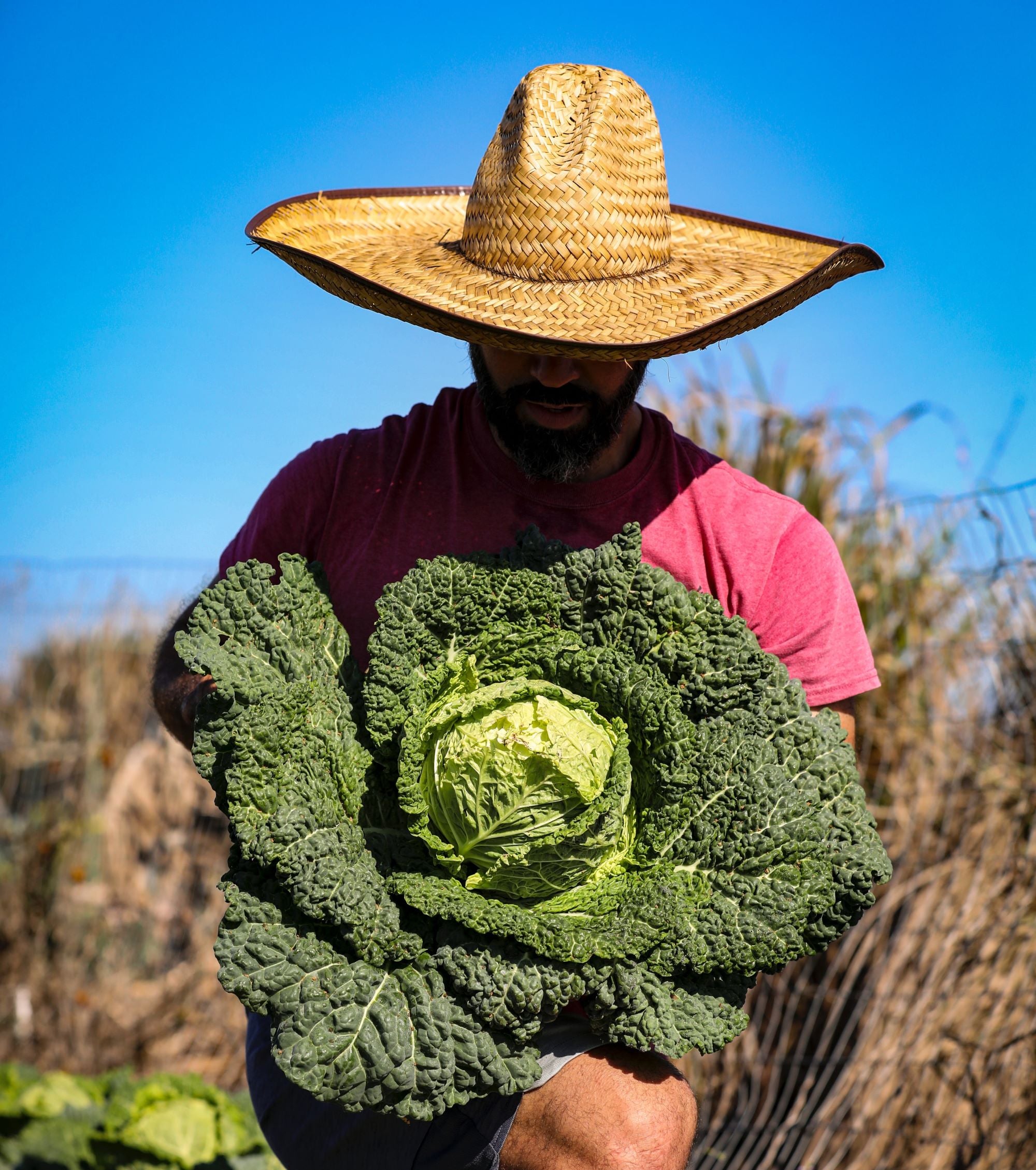 Improving Yield on Suburban Homesteads