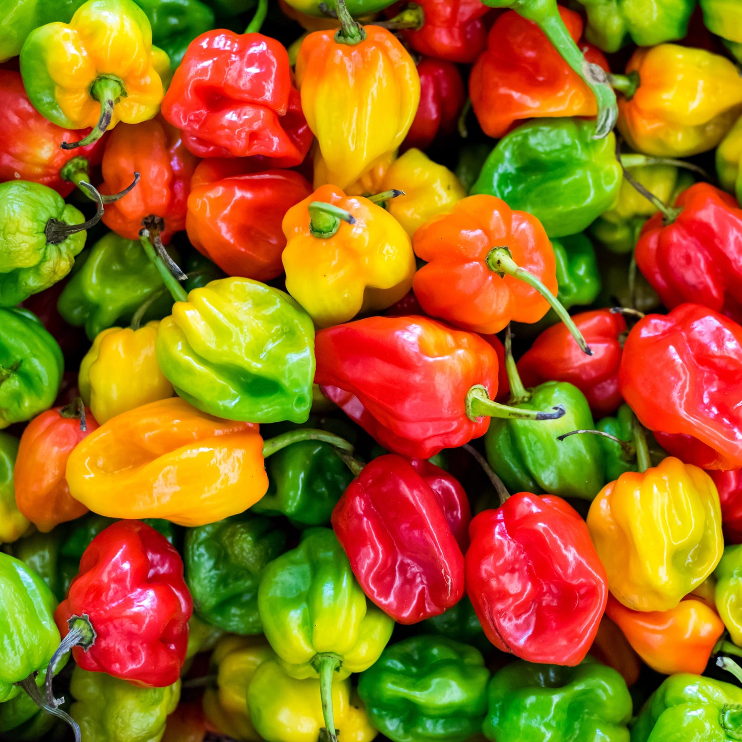 Growing Higher Value Crops