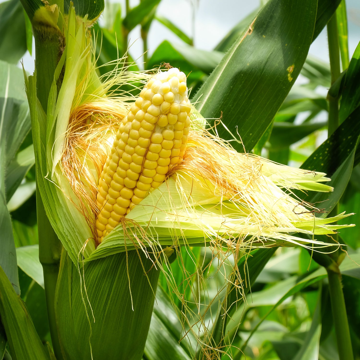 Agri-Tech Consulting Corn Trial