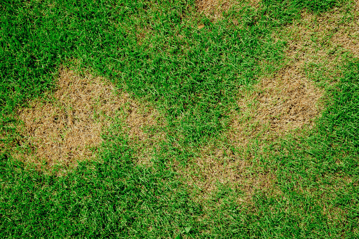 Repair Your Patchy Lawn