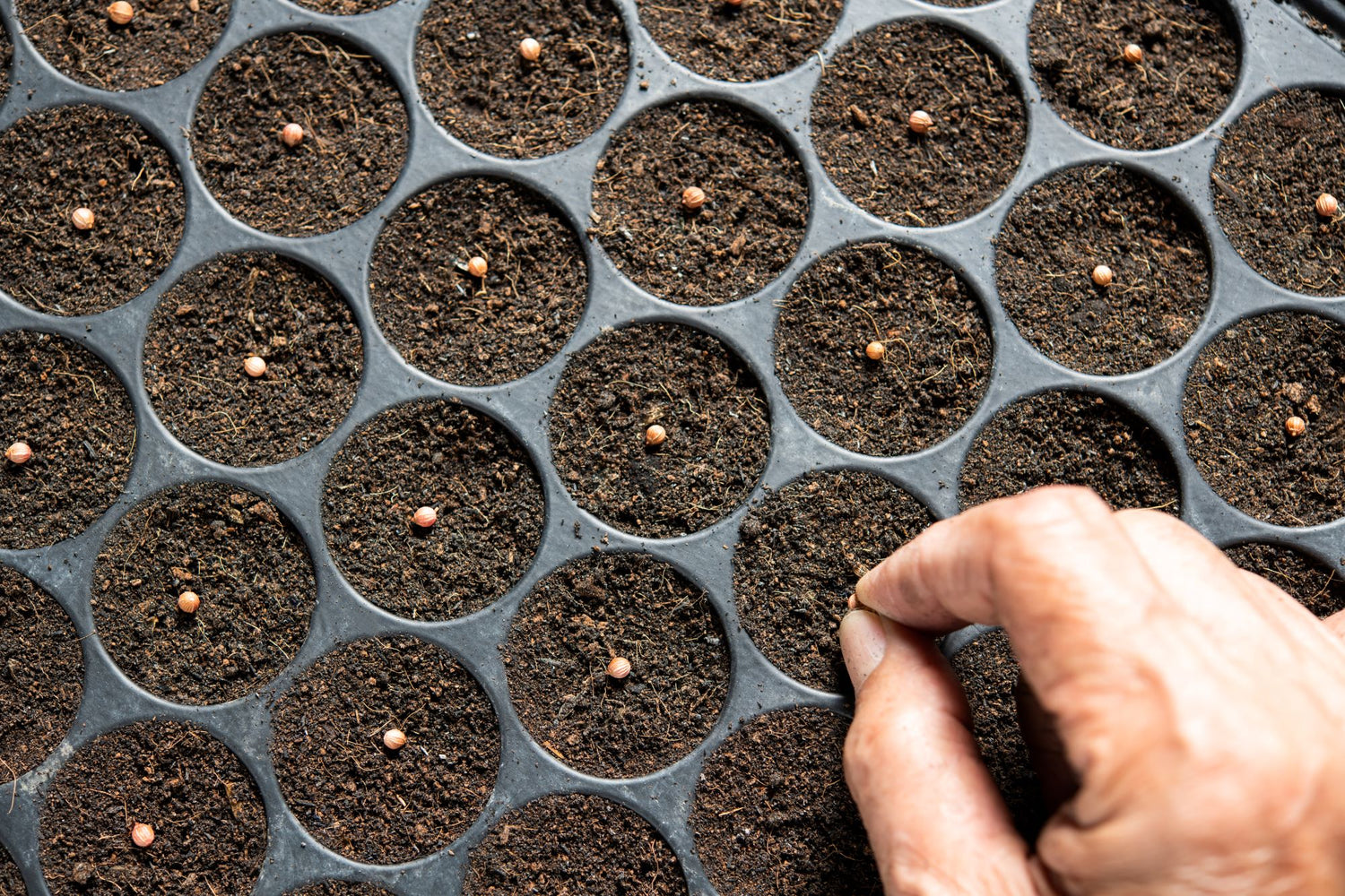 Seed Starting for Beginners: Prepping Soil and Planting the Seed