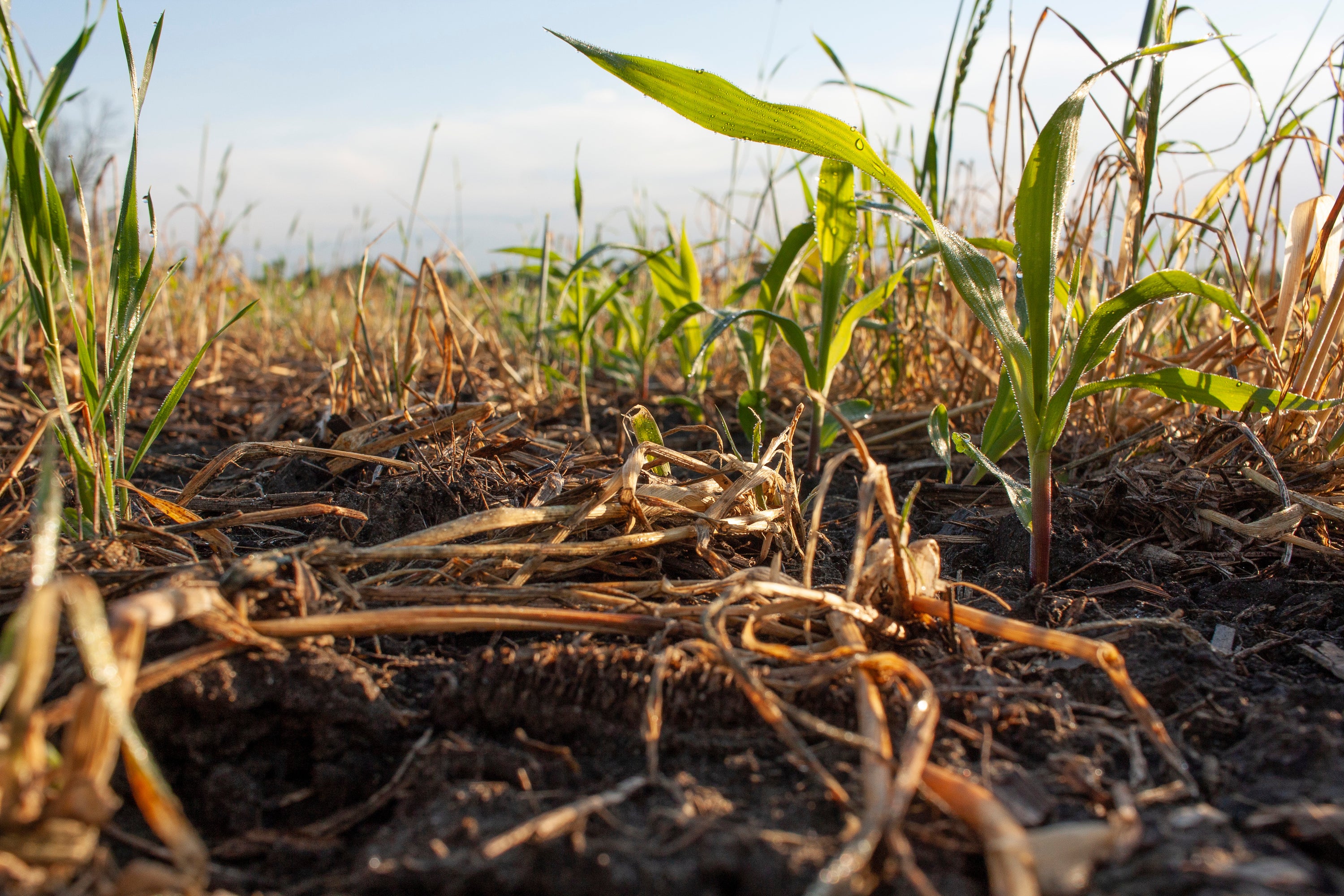 Crop Residue - Opportunity or Limiting Factor?