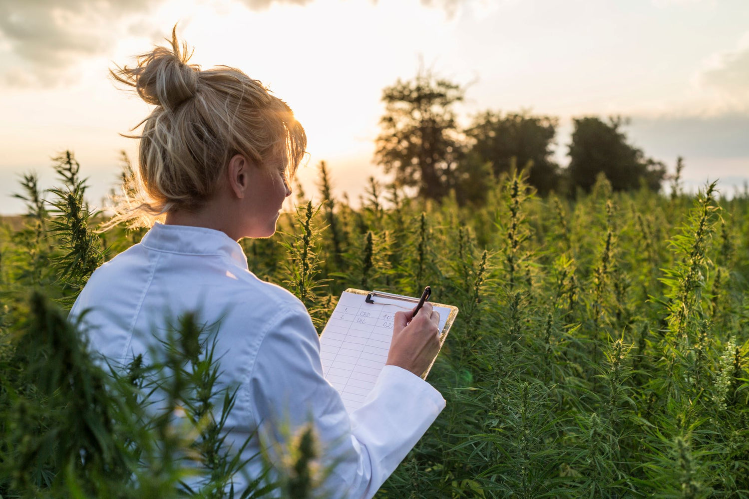 Summer Success: Get Your Outdoor Cannabis Garden Ready