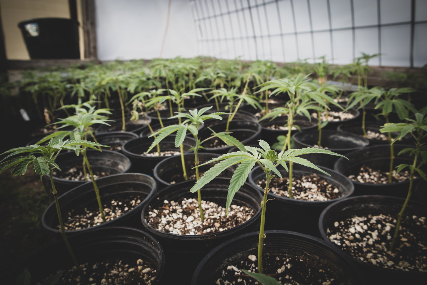Be Nice to Your Mothers! (Mother Plants That is)