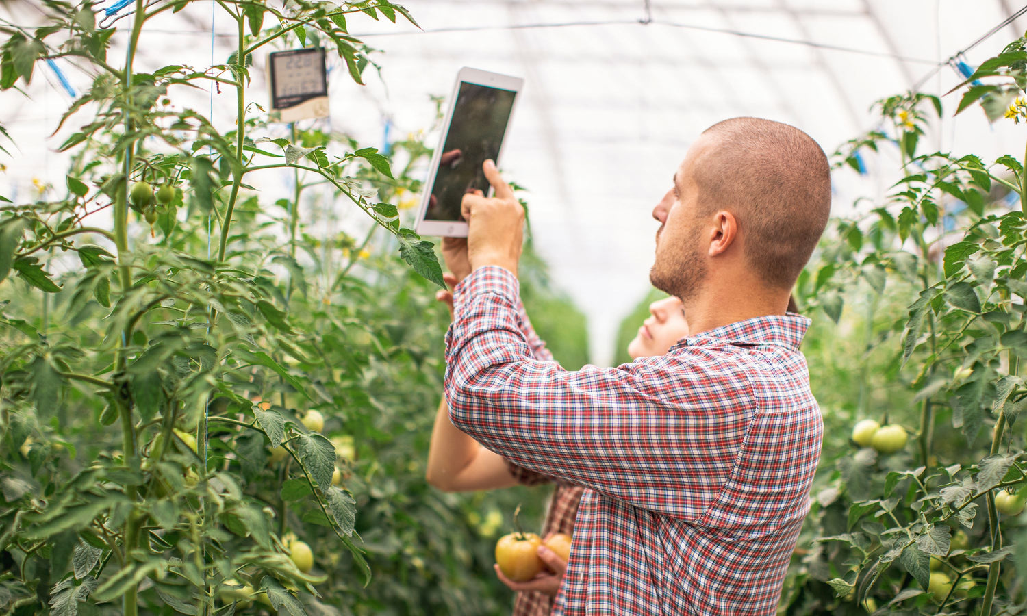 The Future of Organic Greenhouses