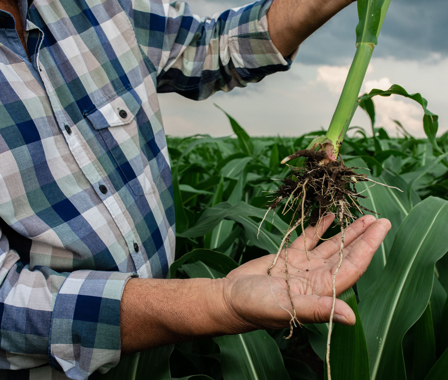 Guest Post: Soil Biological Health and Increased Nutrient Cycling