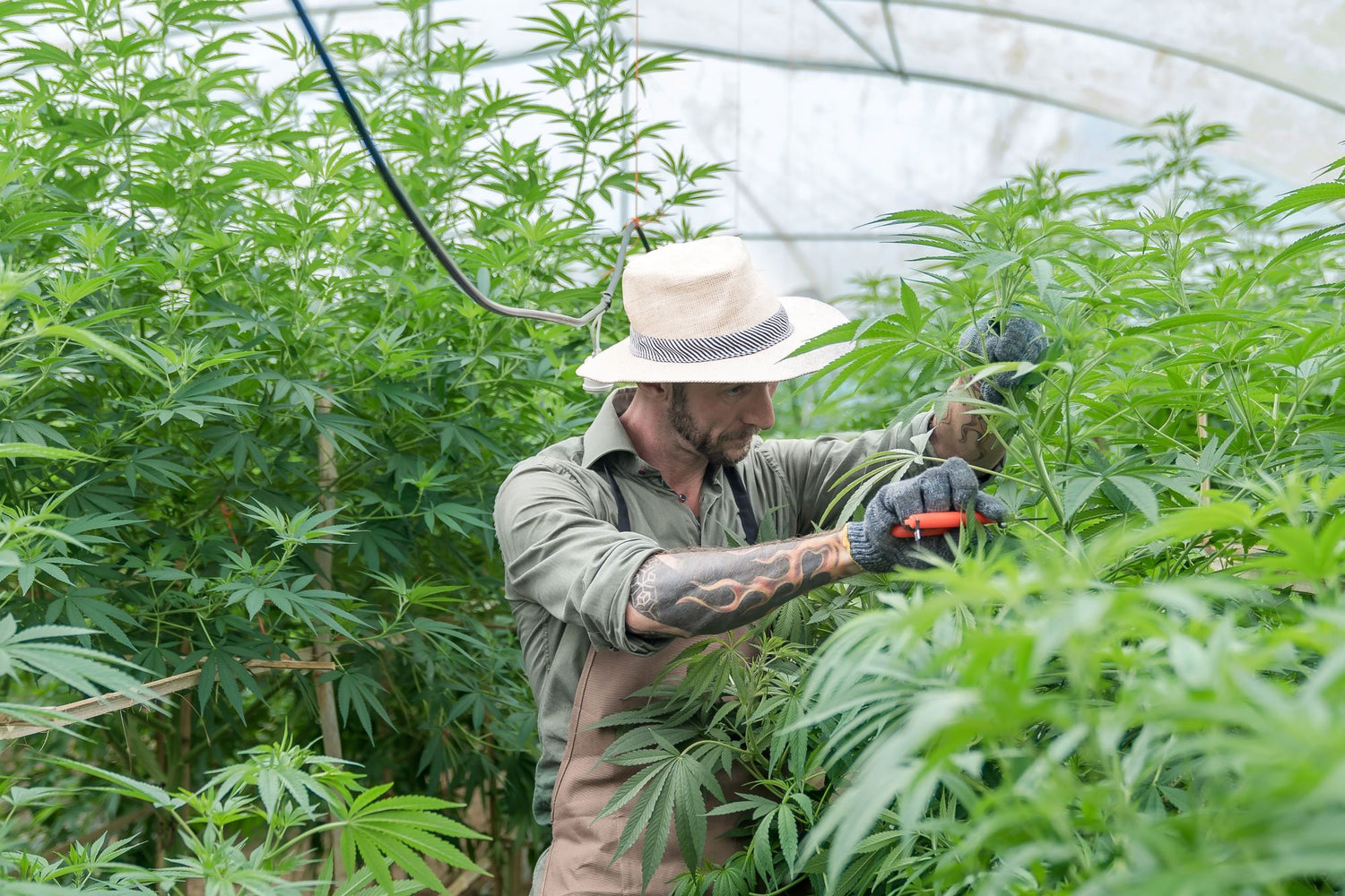 Troubleshooting Your Soil: 5 Common Cannabis Issues and Organic Solutions