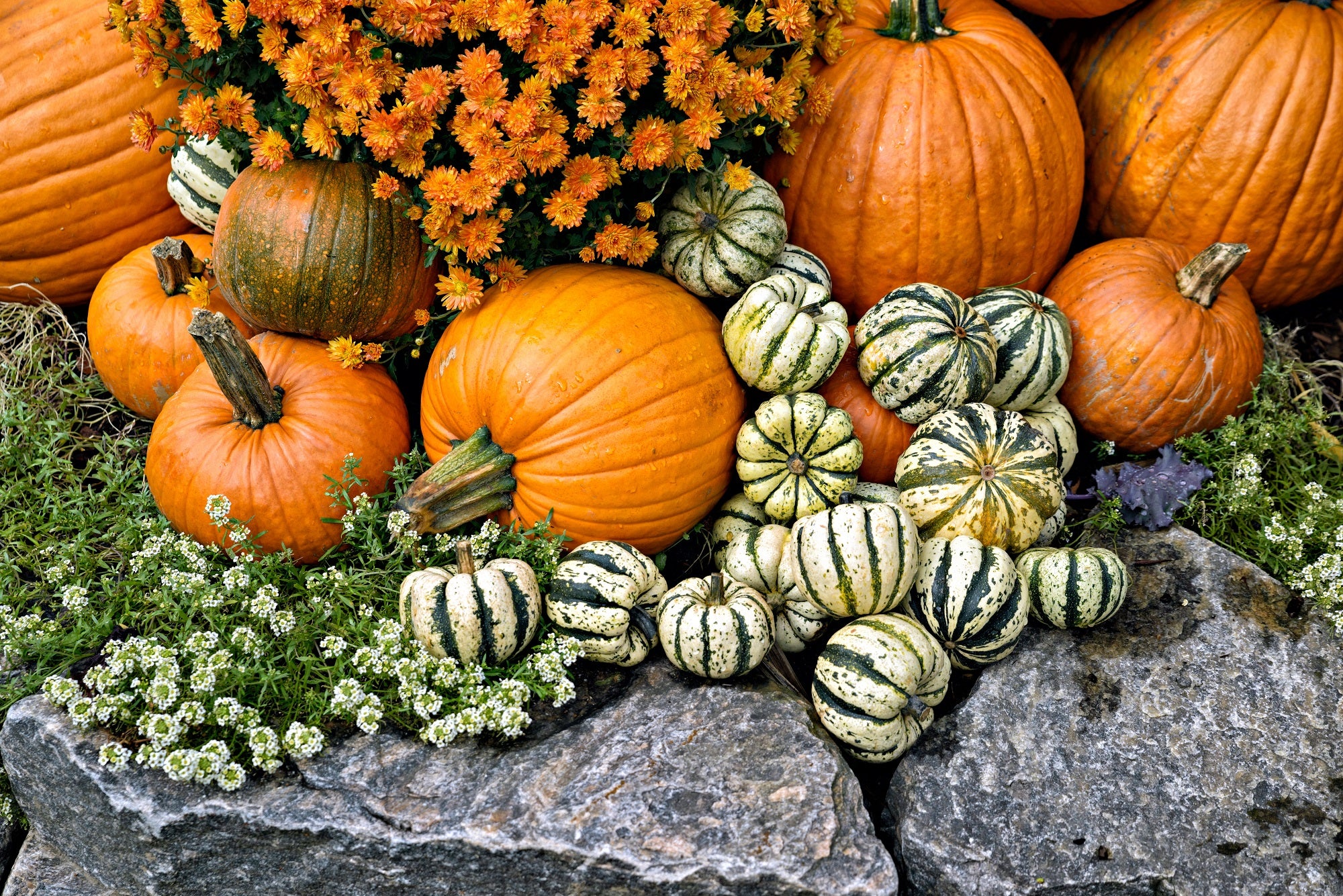 Oh my gourd! It's fall!