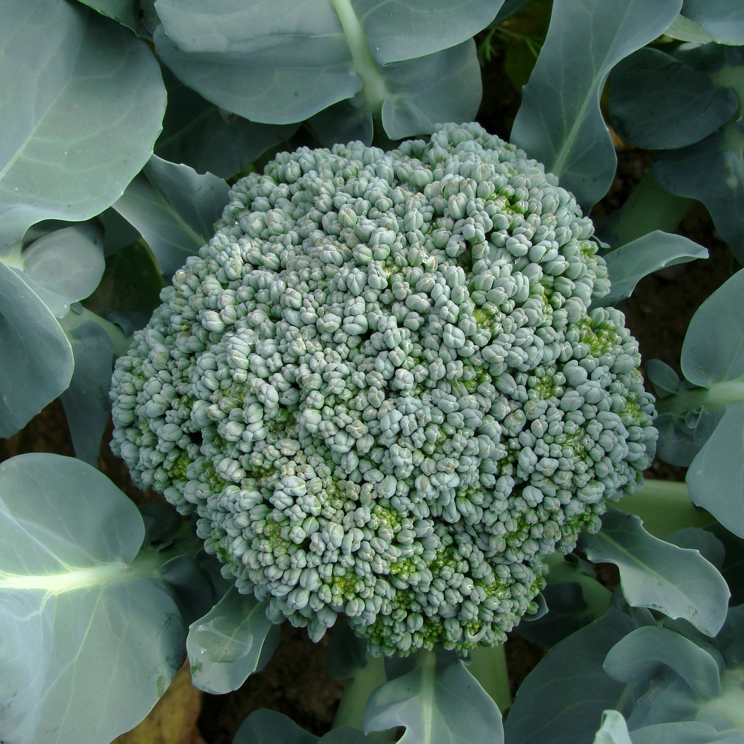 Late Season Veggies and Ending the Season with Healthy Soil