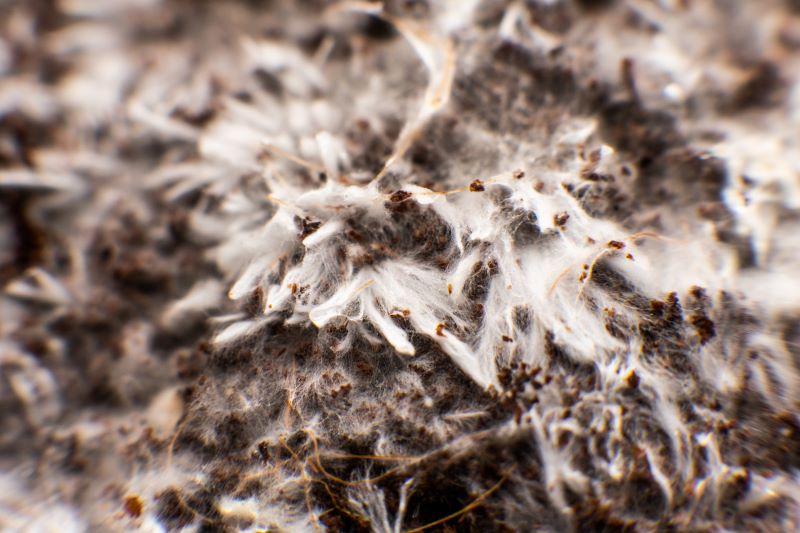 https://www.purplecoworganics.com/cdn/shop/articles/Fungal_Hyphae.jpg?v=1688155933