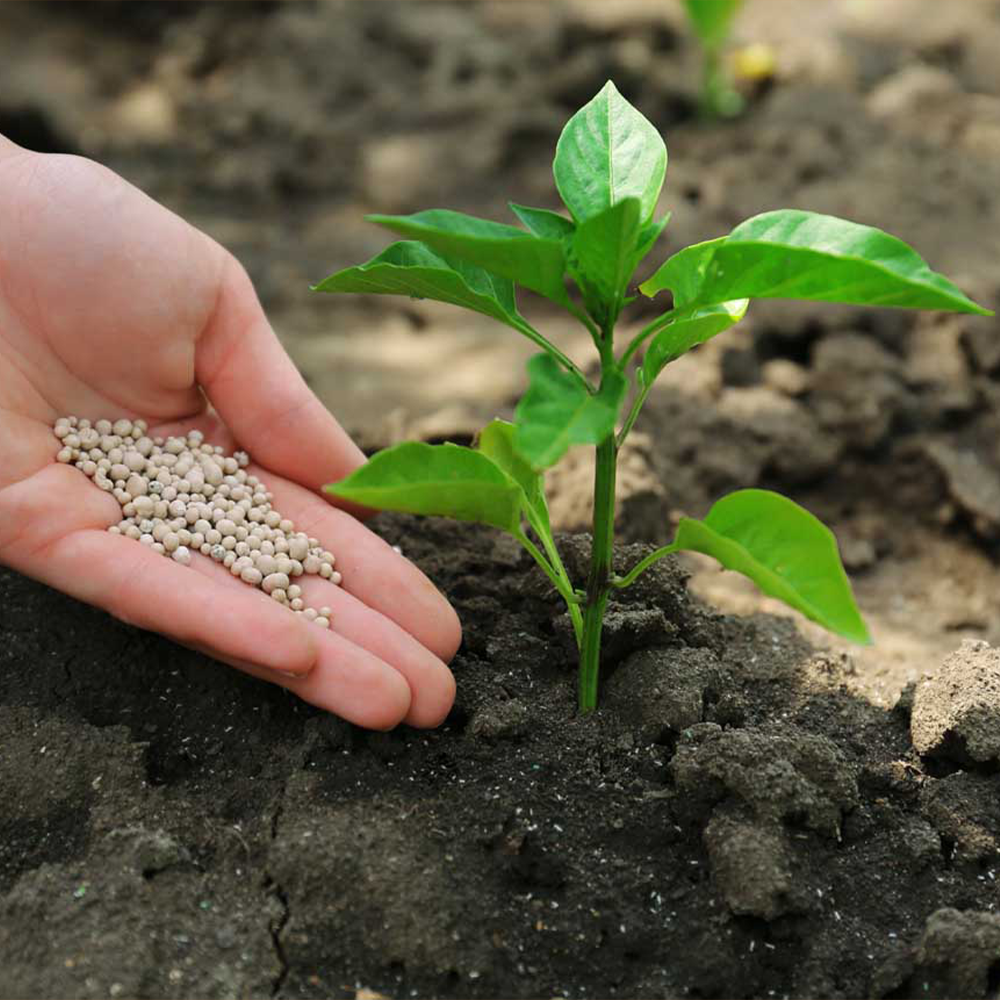 Fertilizer Tips: Using your Favorite Inputs
