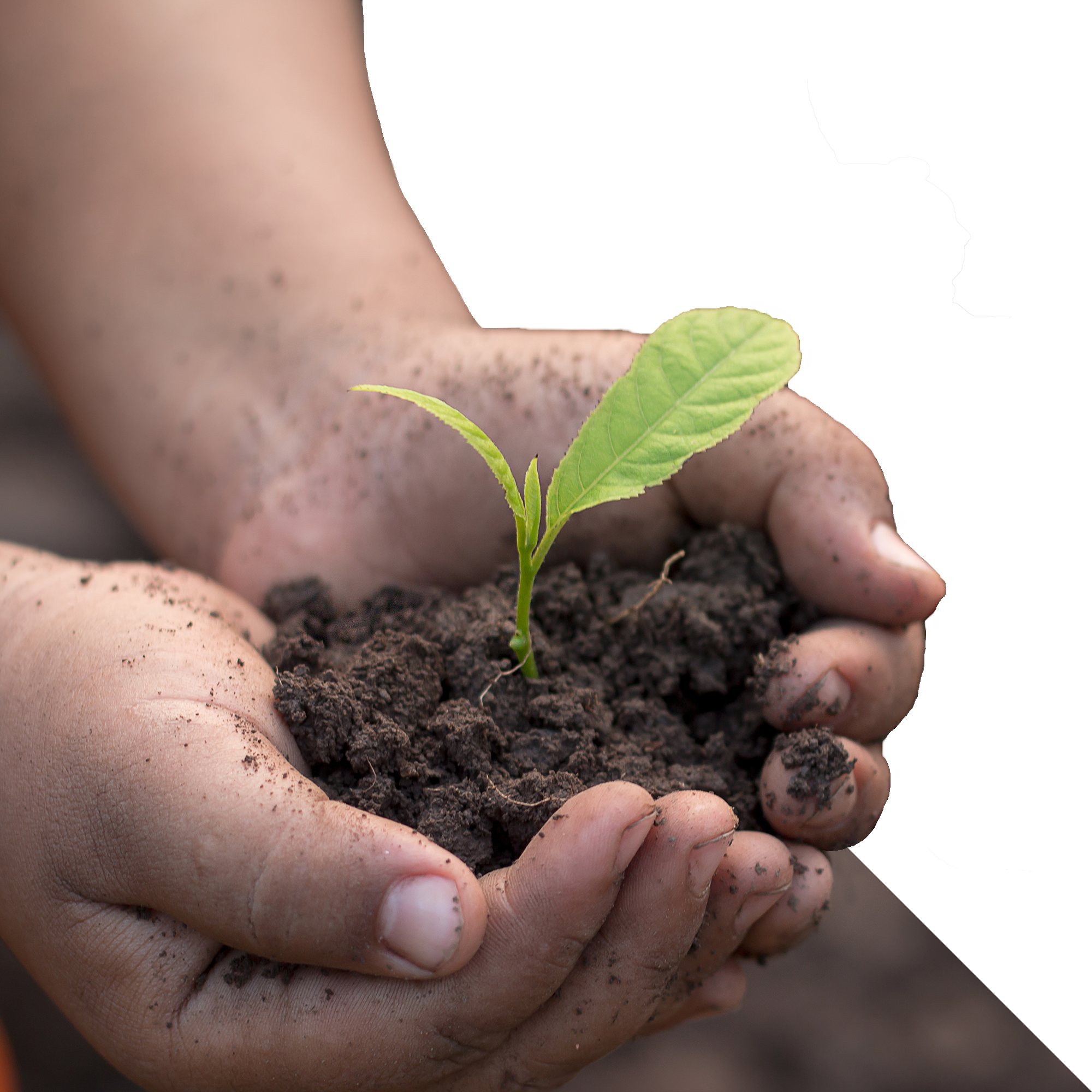 Start Your Seeds on the Right Foot