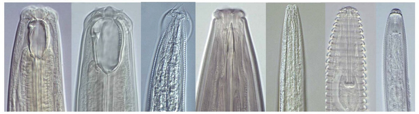 Nematodes: The Good, The Bad… and the Beauty Behind a Balanced Soil