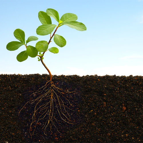 Build Soil Carbon with Foliar Applications