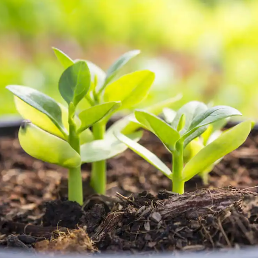 Three Reasons Growers are Going Organic