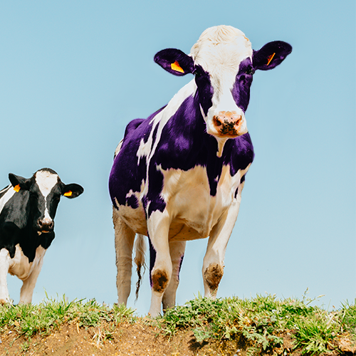 Three Reasons to Choose Purple Cow Organics