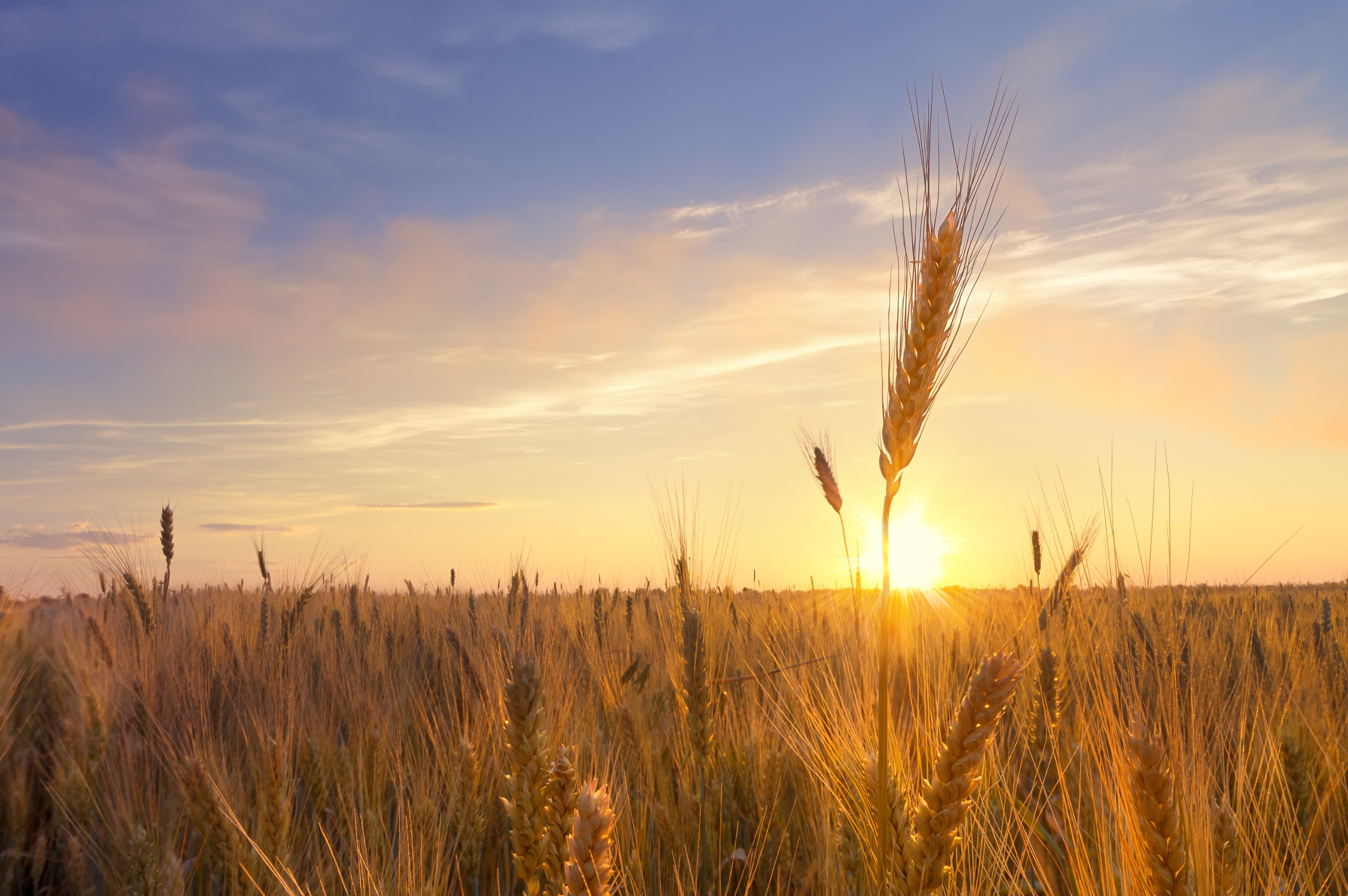 Can Broad-Spectrum Biology Help Reduce Fertilizer Input Costs?