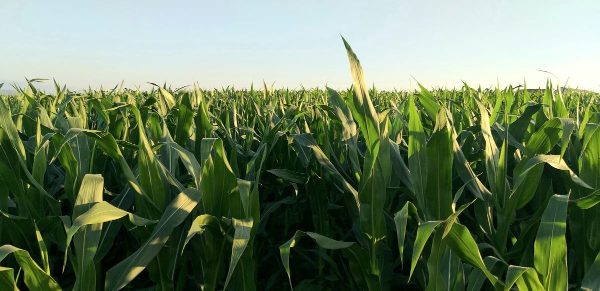 Case Study: Josh Kroeplien's Fertility Programs Flourish with Biology