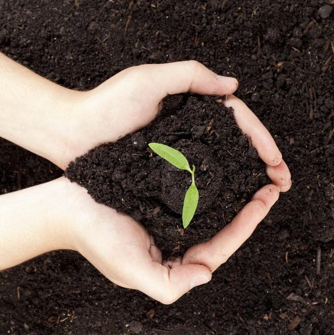 Compost: Your Friendly Mid-Season Amendment