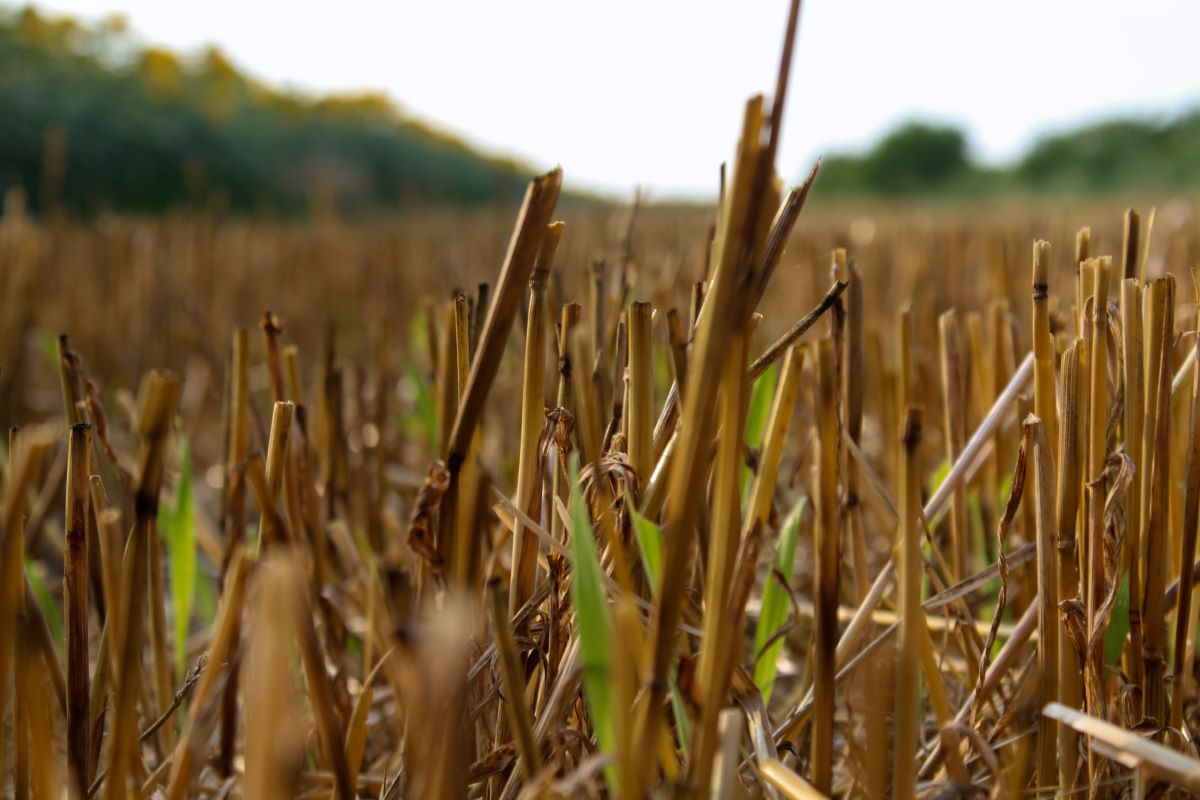 Solving Fertilizer Stratification with Residue Management – Purple Cow ...