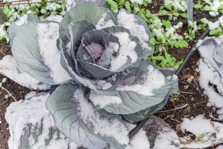 Putting the Garden to Bed