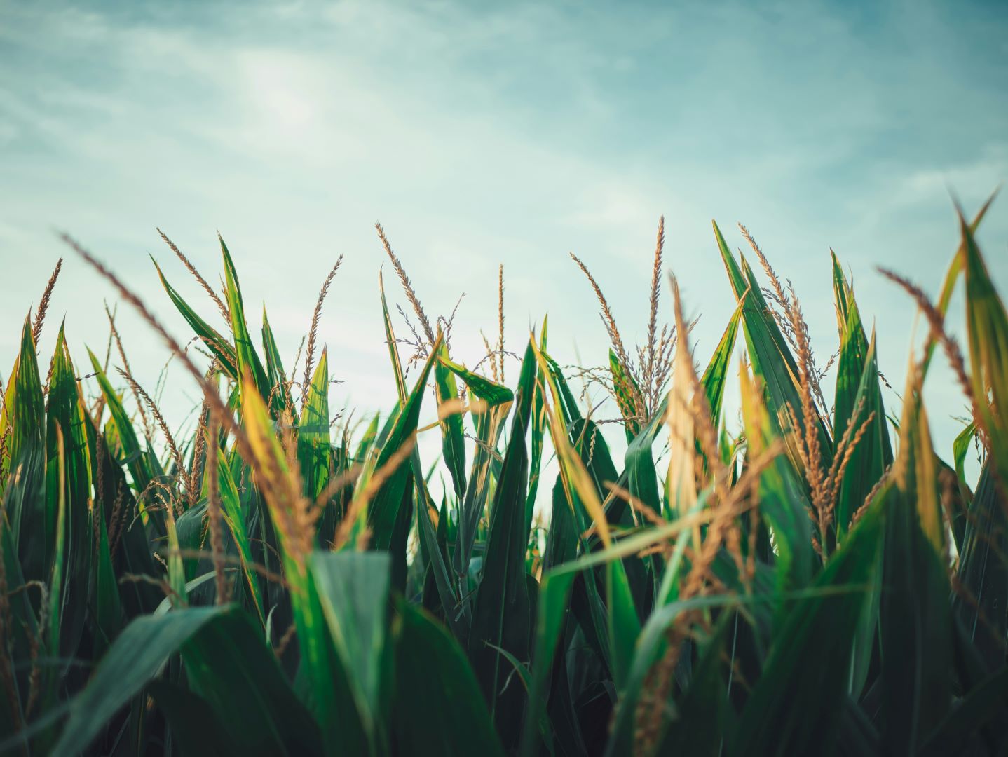 2022 Agri-Tech Consulting Corn Starter/Side-dress Trial (WI)
