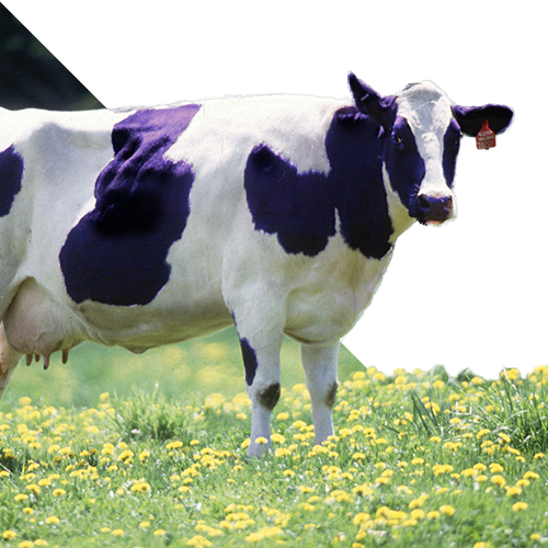 Why Choose Purple Cow?