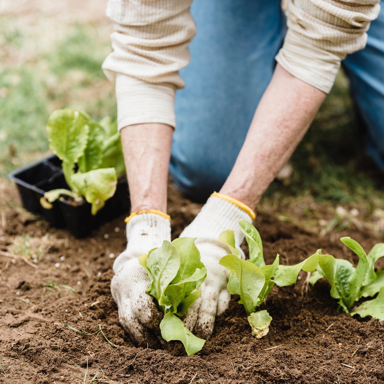 May is the Month for Gardening!
