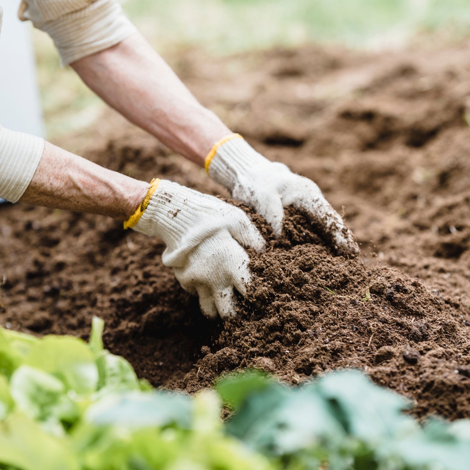 What's the Dirt on Soil? Why Biology's Important