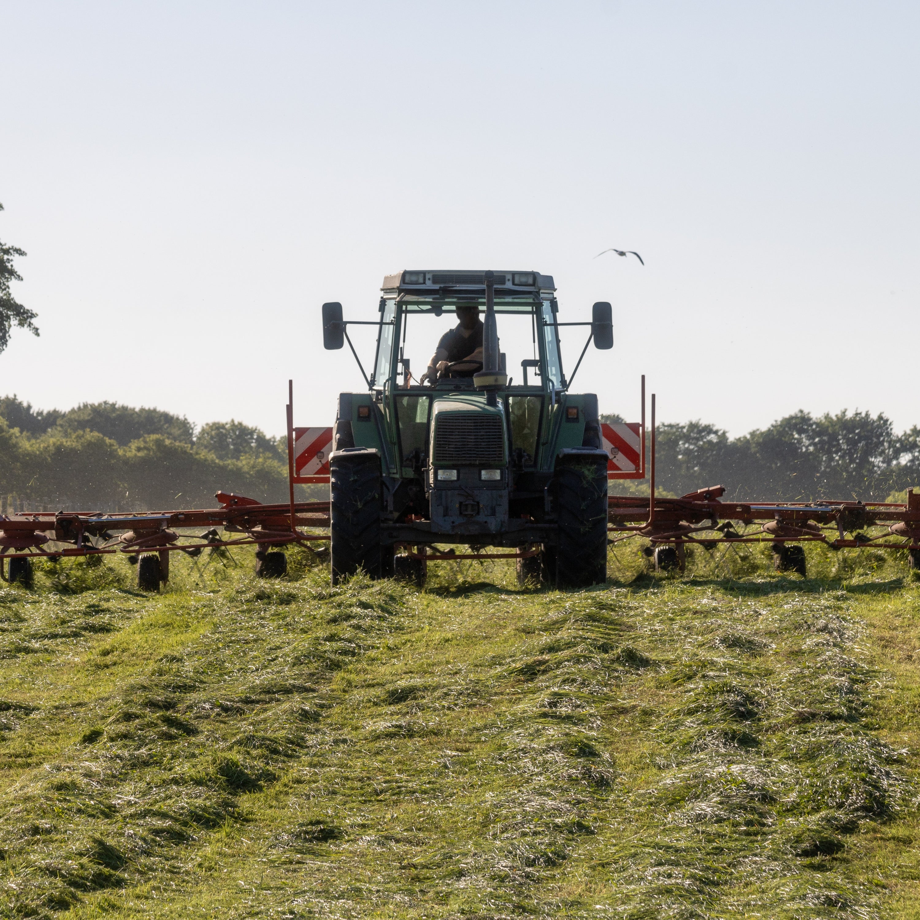 Early Season Alfalfa: First Cutting Care