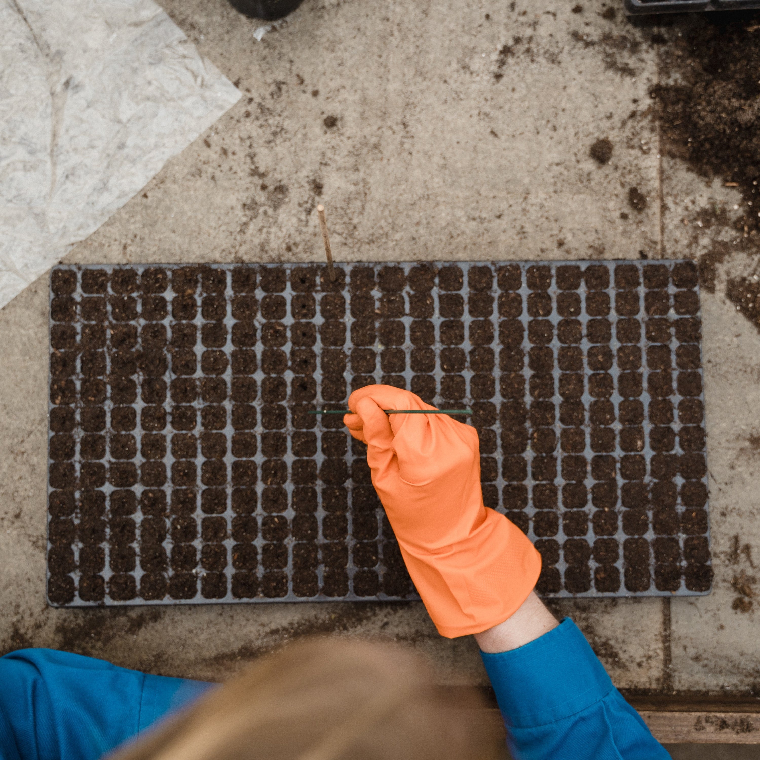 Seed Starter: What it is, How to Use it, Where to Buy it