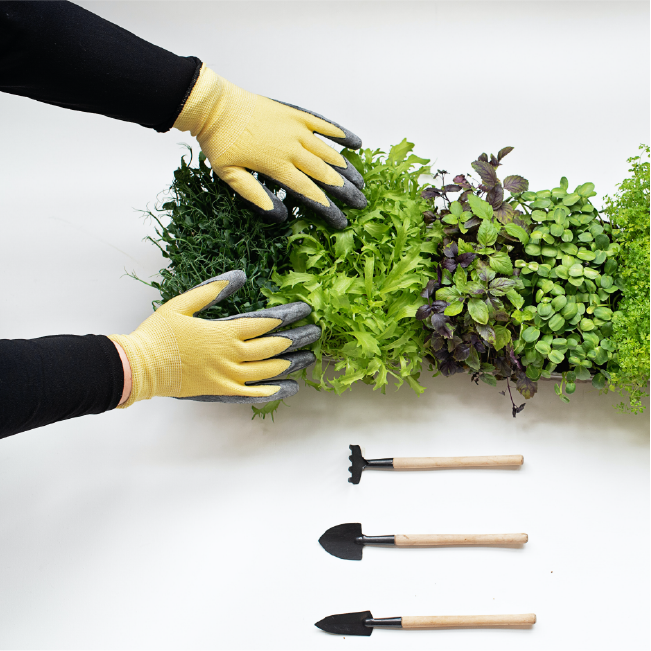 Get an Early Start on Your Garden
