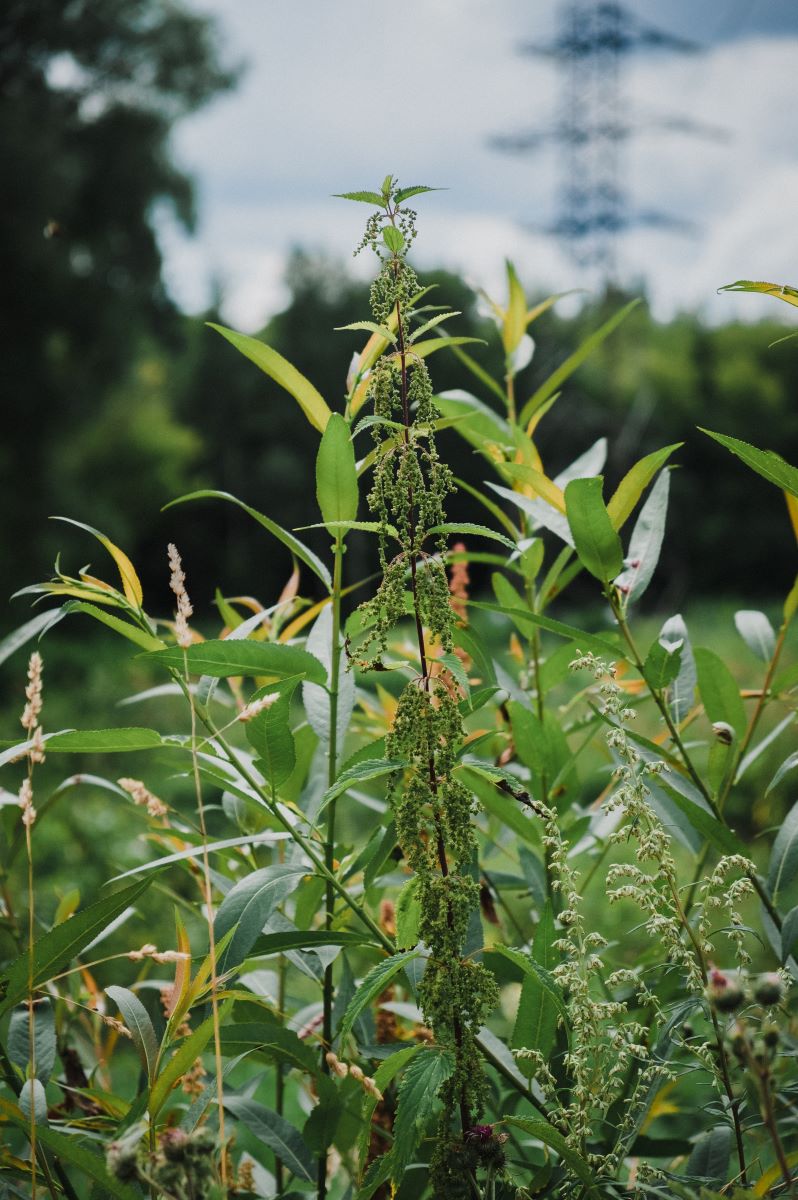 Balance Your Soil and Outcompete Weeds