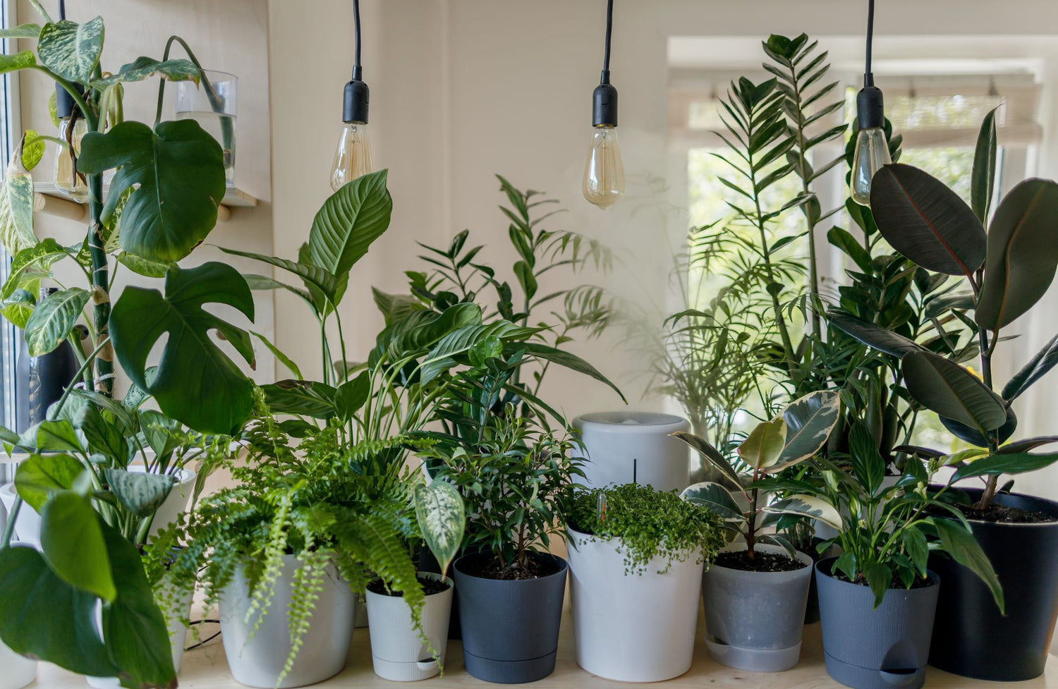 Welcome home! Your Guide to Getting New Houseplants Settled In